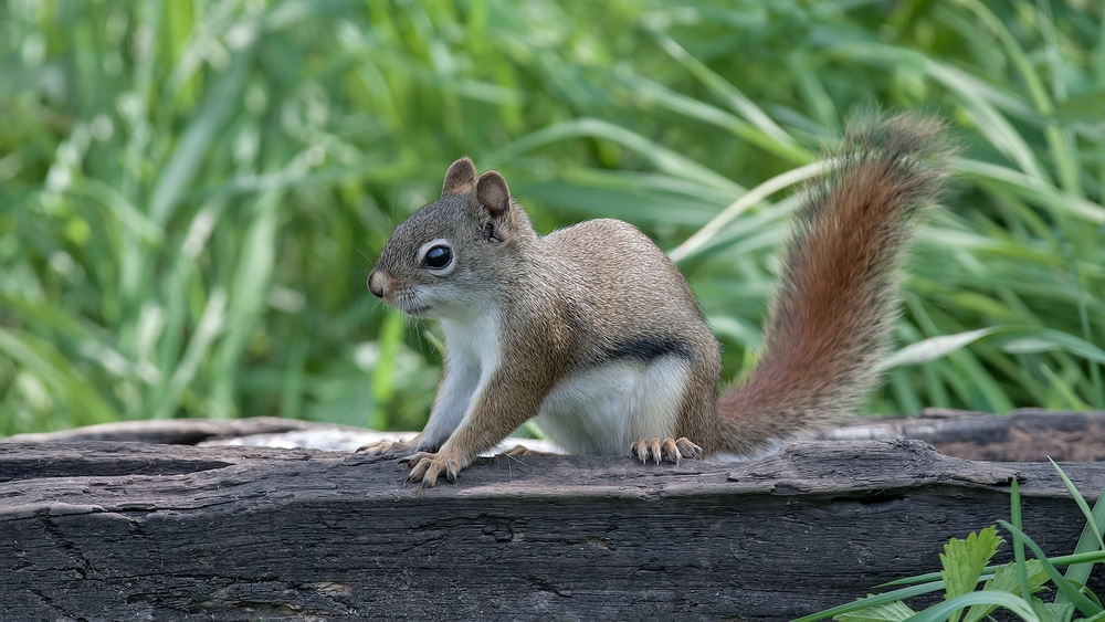 Red (Pine) Squirrel, Shute Wildlife Sanctuary, Near Orr, Minnesota