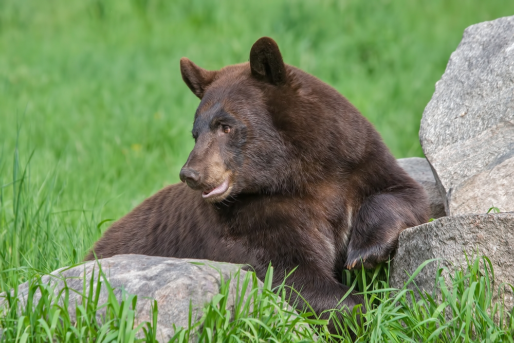 Black Bear, Shute Wildlife Sanctuary, Near Orr, Minnesota