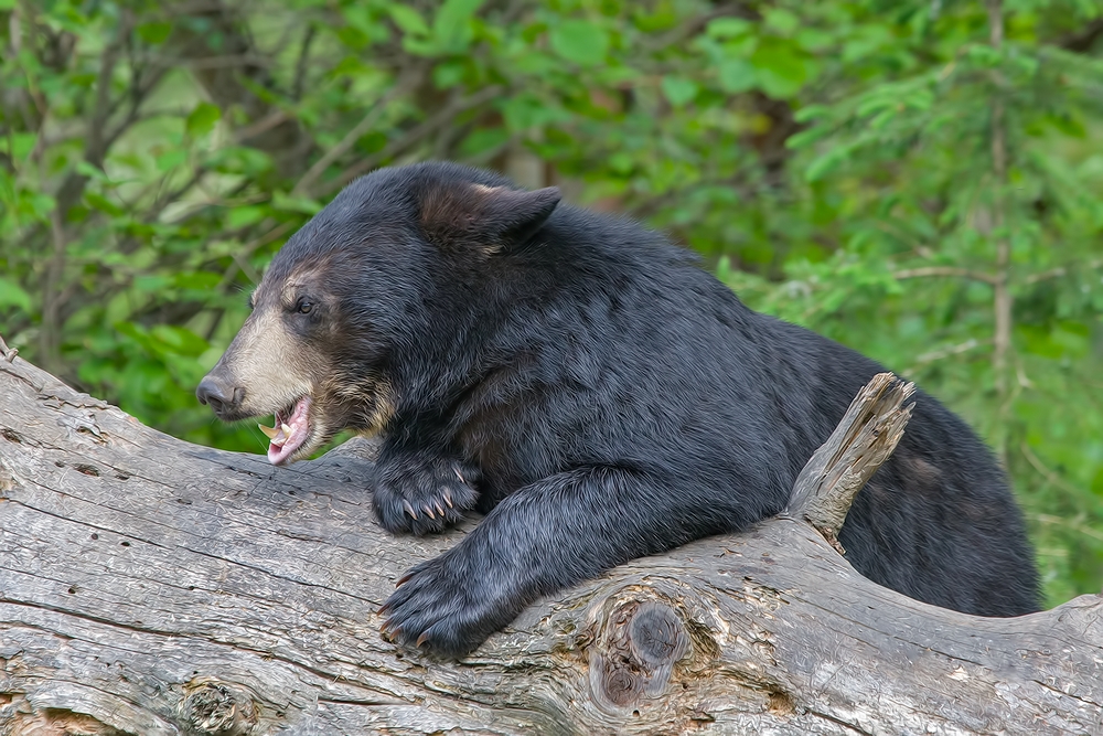 Black Bear, Shute Wildlife Sanctuary, Near Orr, Minnesota