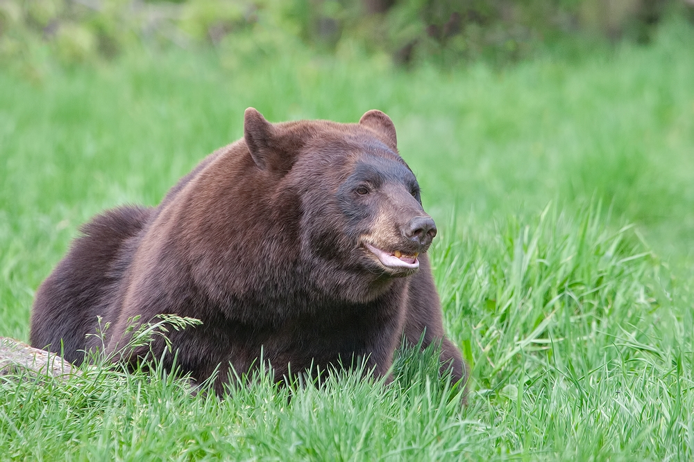 Black Bear, Shute Wildlife Sanctuary, Near Orr, Minnesota