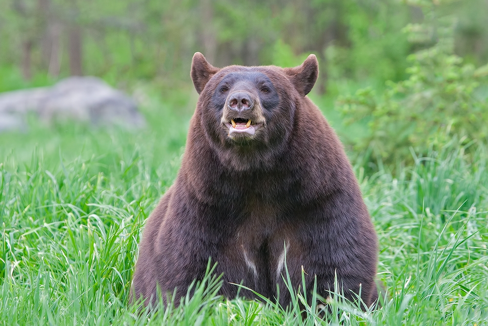 Black Bear, Shute Wildlife Sanctuary, Near Orr, Minnesota