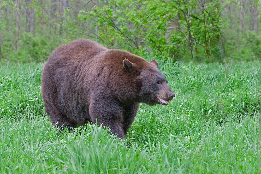 Black Bear, Shute Wildlife Sanctuary, Near Orr, Minnesota