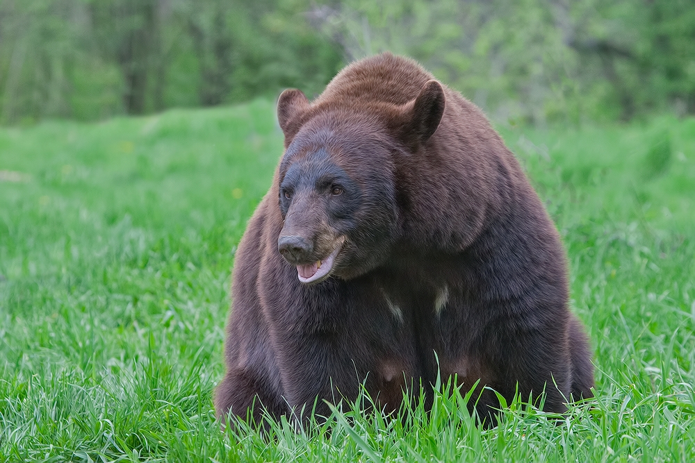 Black Bear, Shute Wildlife Sanctuary, Near Orr, Minnesota