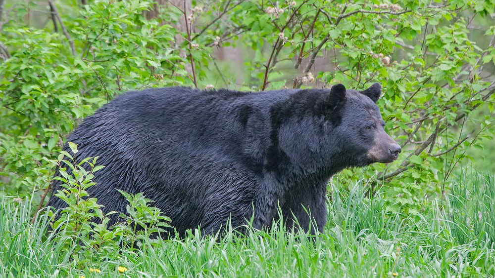 Black Bear, Shute Wildlife Sanctuary, Near Orr, Minnesota