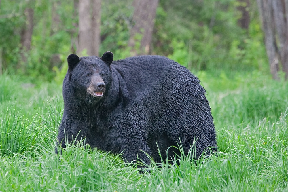 Black Bear, Shute Wildlife Sanctuary, Near Orr, Minnesota