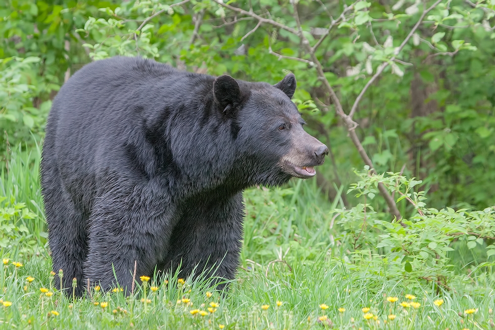 Black Bear, Shute Wildlife Sanctuary, Near Orr, Minnesota