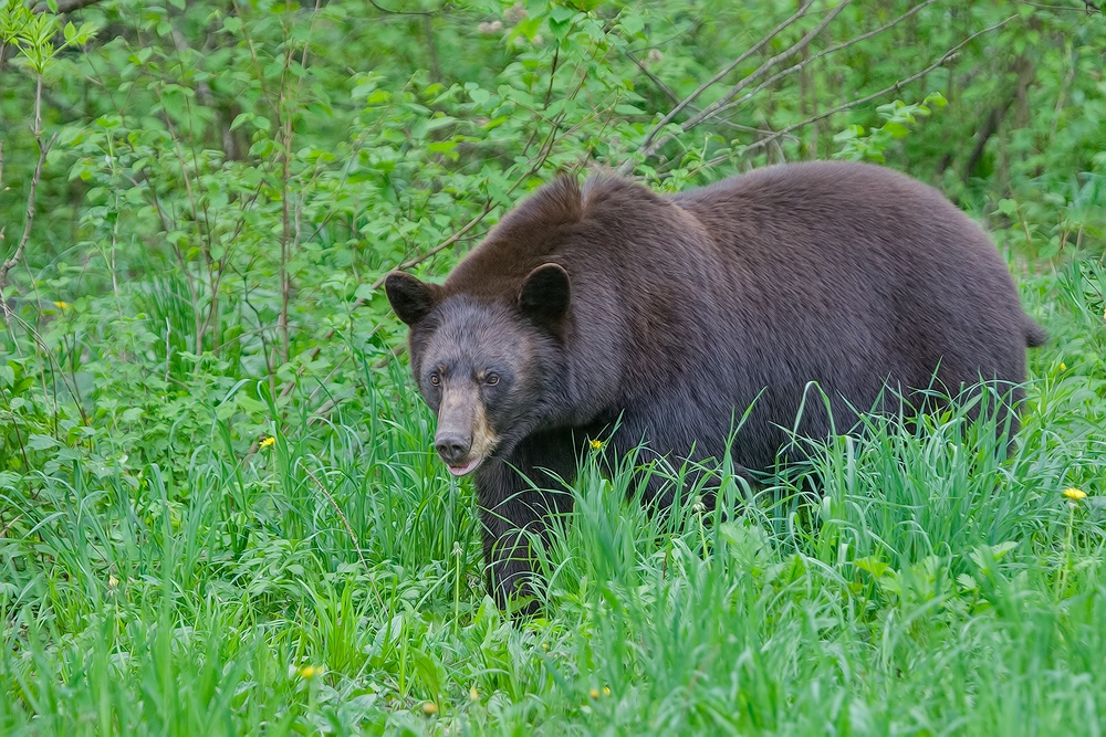 Black Bear, Shute Wildlife Sanctuary, Near Orr, Minnesota