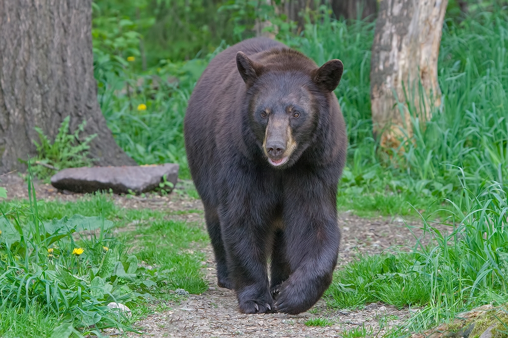 Black Bear, Shute Wildlife Sanctuary, Near Orr, Minnesota