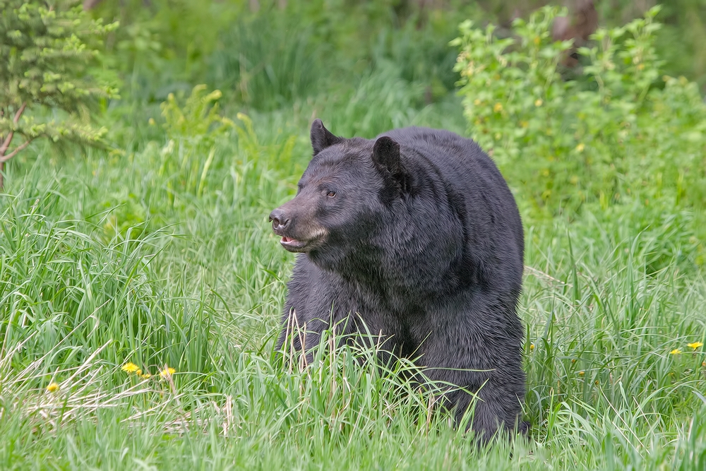 Black Bear, Shute Wildlife Sanctuary, Near Orr, Minnesota