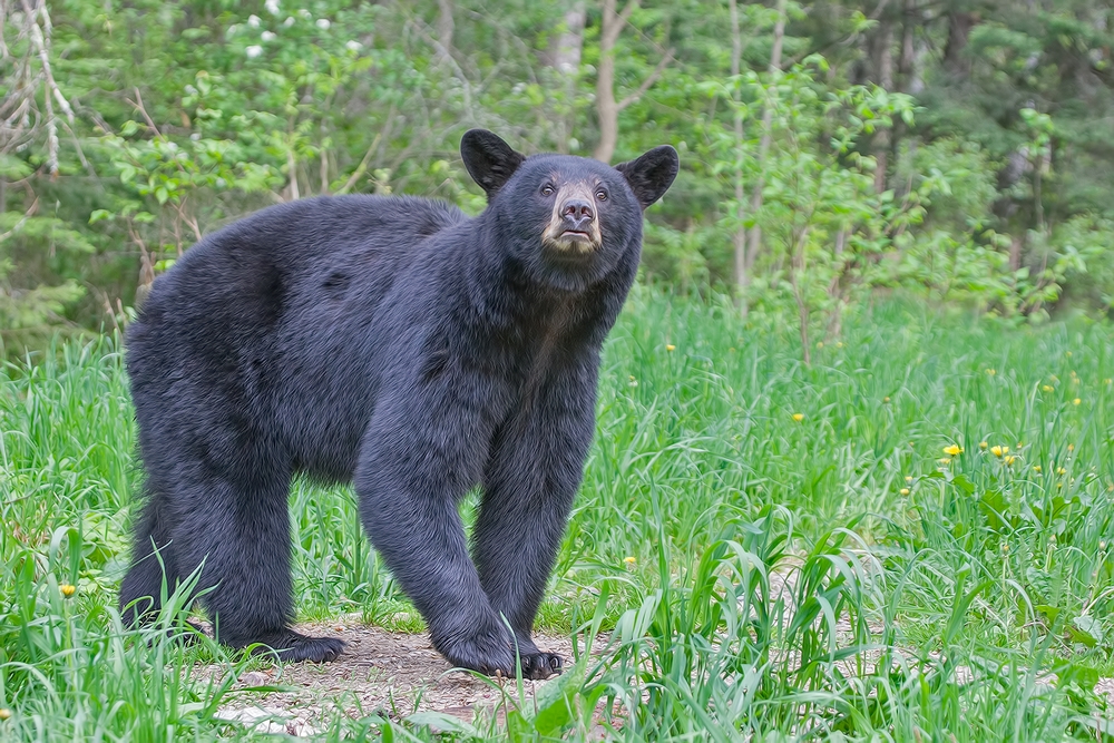 Black Bear, Shute Wildlife Sanctuary, Near Orr, Minnesota