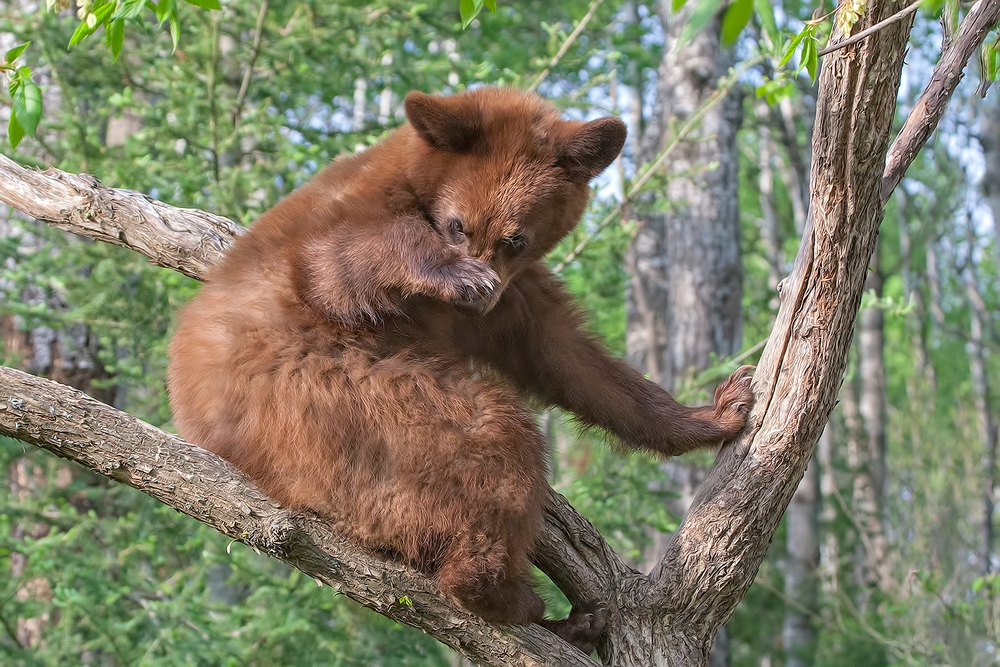 Black Bear, Shute Wildlife Sanctuary, Near Orr, Minnesota