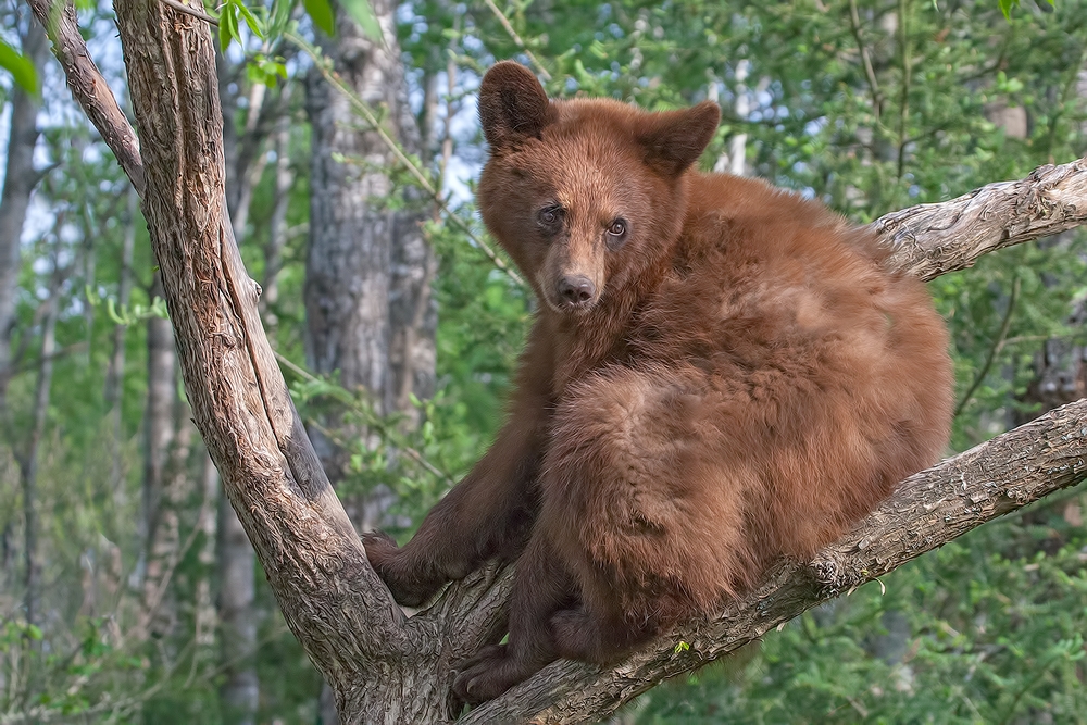 Black Bear, Shute Wildlife Sanctuary, Near Orr, Minnesota