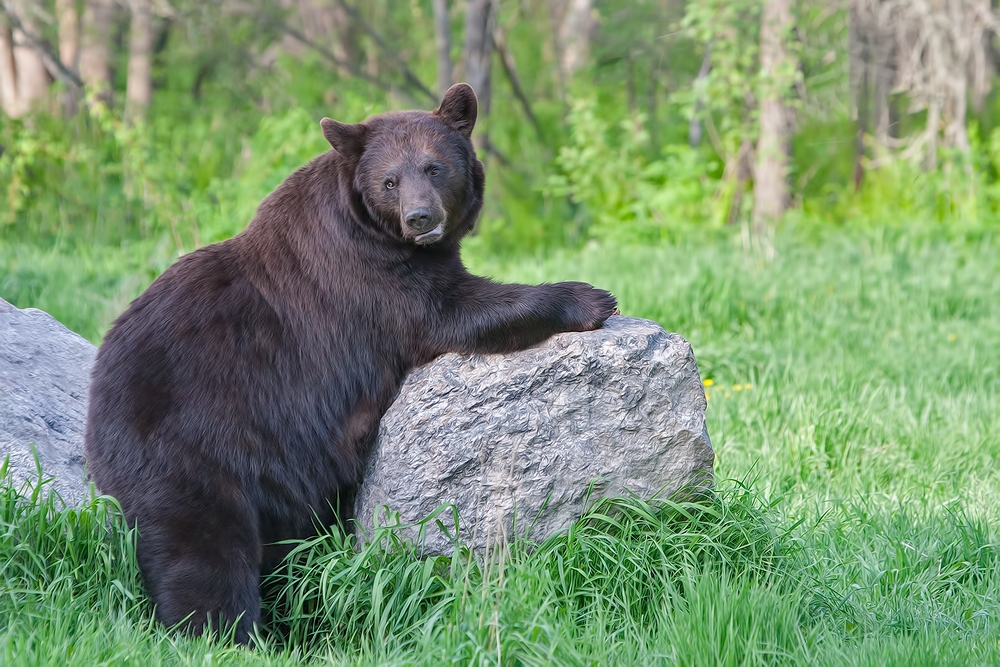 Black Bear, Shute Wildlife Sanctuary, Near Orr, Minnesota