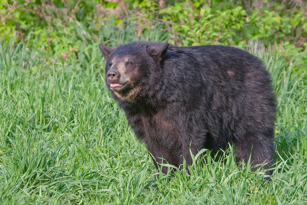 Black Bear, Shute Wildlife Sanctuary, Near Orr, Minnesota