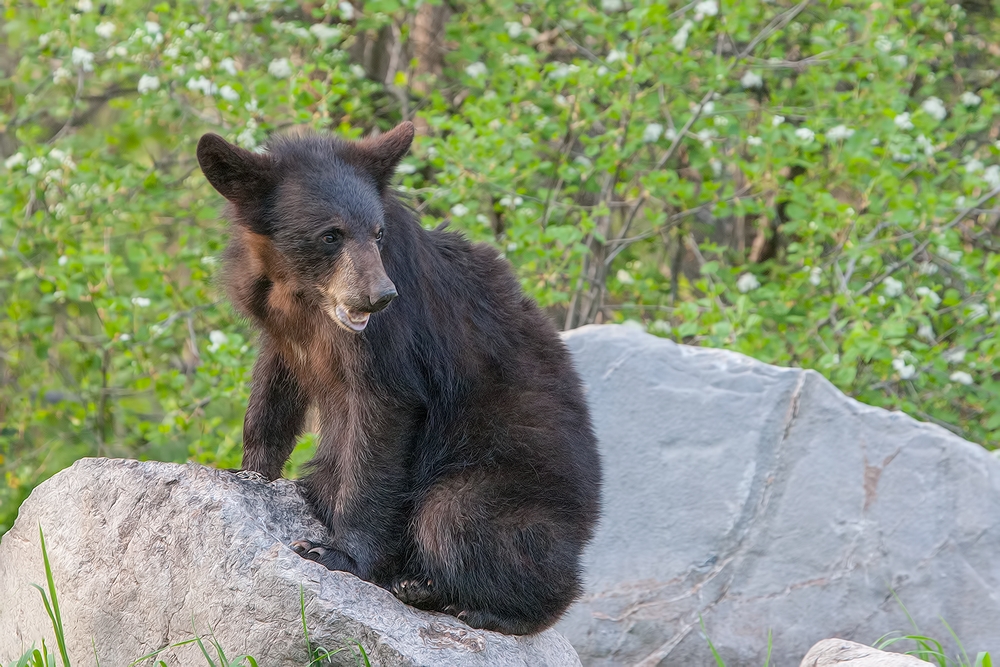 Black Bear, Shute Wildlife Sanctuary, Near Orr, Minnesota