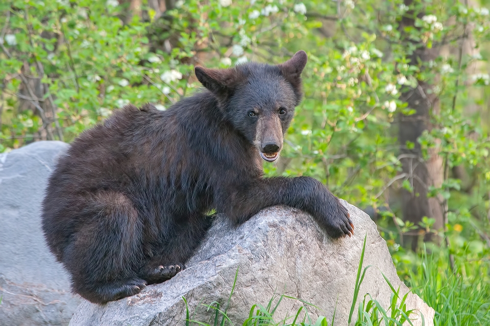 Black Bear, Shute Wildlife Sanctuary, Near Orr, Minnesota