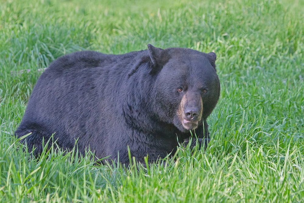 Black Bear, Shute Wildlife Sanctuary, Near Orr, Minnesota