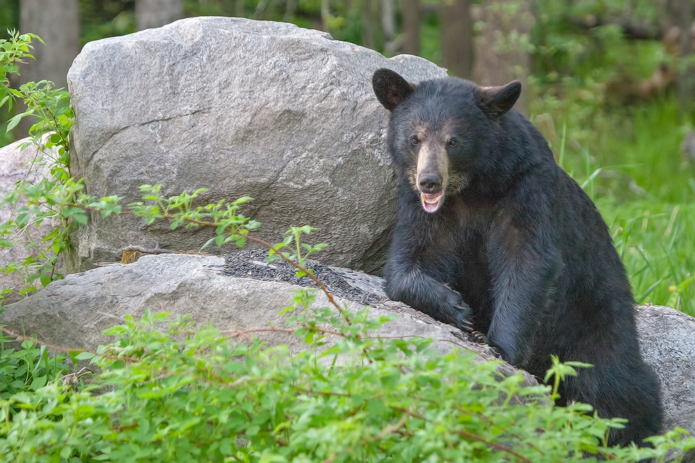 Black Bear, Shute Wildlife Sanctuary, Near Orr, Minnesota