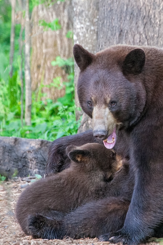 Black Bear (Female Nursing Cub), Shute Wildlife Sanctuary, Near Orr, Minnesota