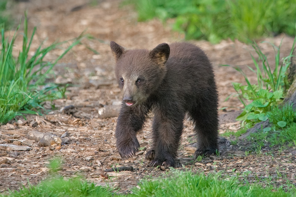 Black Bear (Cub), Shute Wildlife Sanctuary, Near Orr, Minnesota