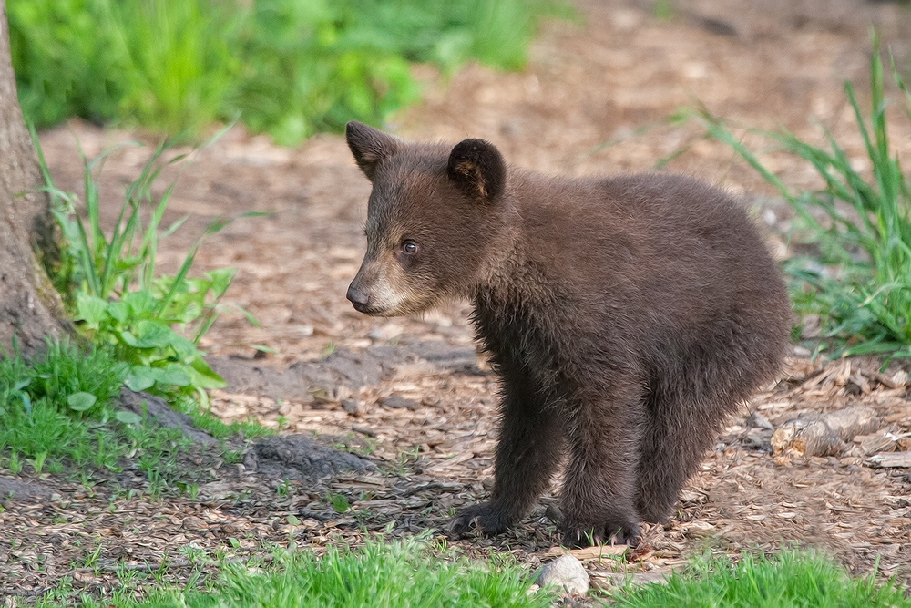 Black Bear (Cub), Shute Wildlife Sanctuary, Near Orr, Minnesota