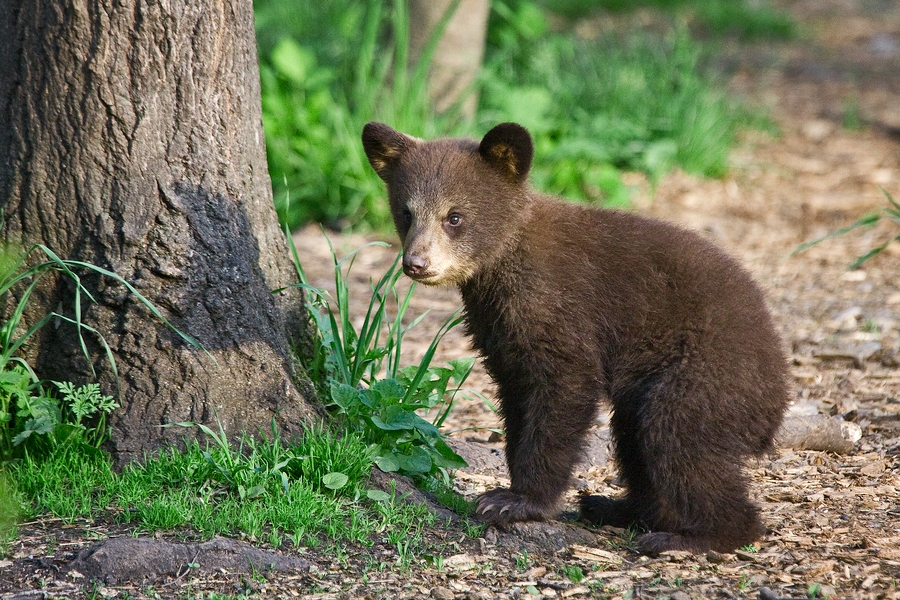 Black Bear (Cub), Shute Wildlife Sanctuary, Near Orr, Minnesota