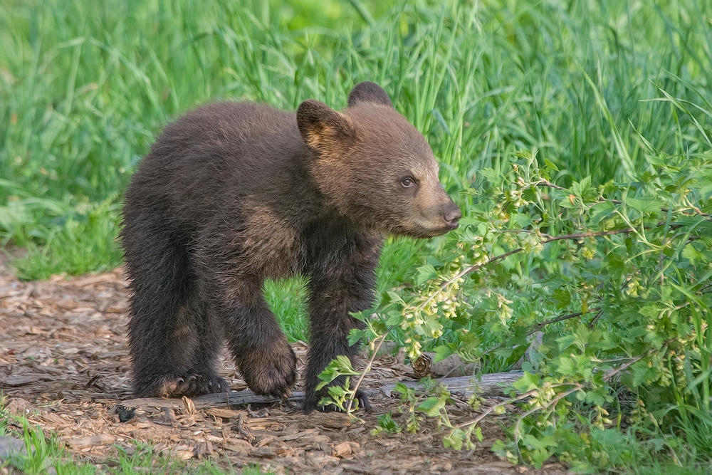 Black Bear (Cub), Shute Wildlife Sanctuary, Near Orr, Minnesota