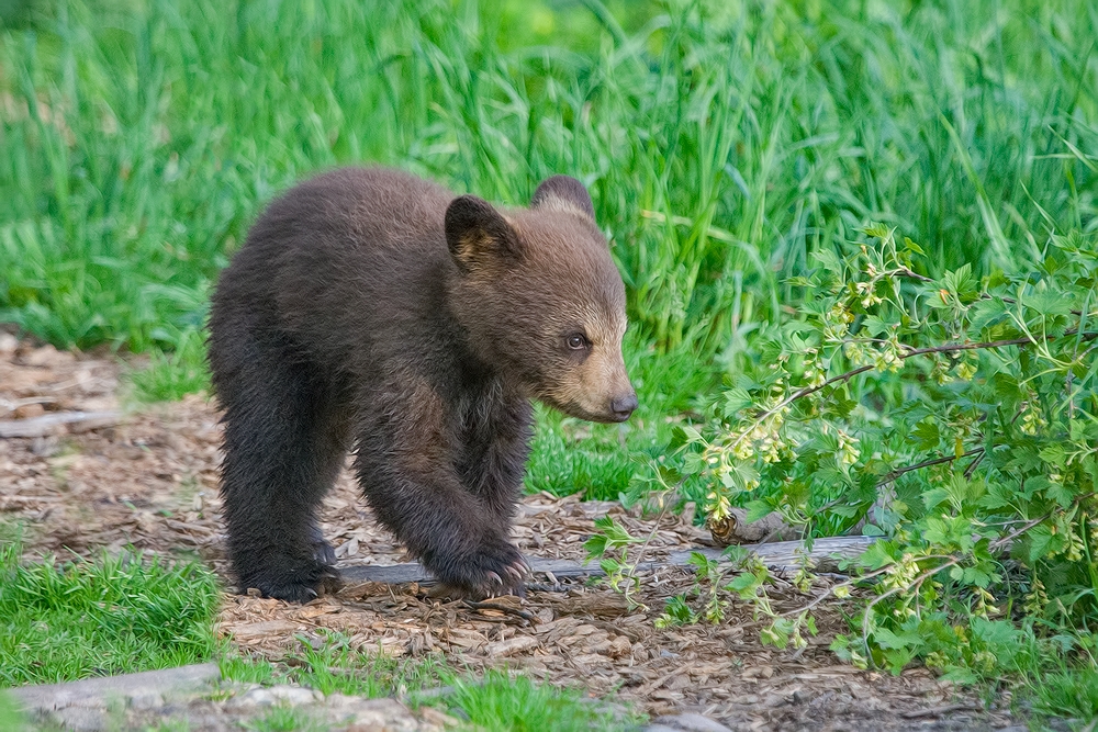 Black Bear (Cub), Shute Wildlife Sanctuary, Near Orr, Minnesota