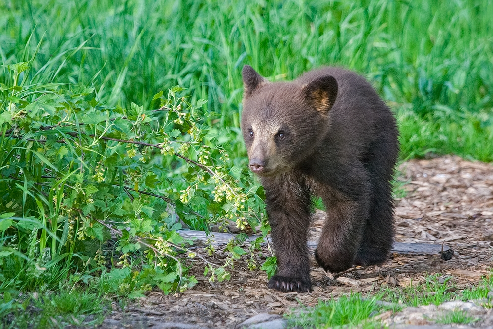 Black Bear (Cub), Shute Wildlife Sanctuary, Near Orr, Minnesota