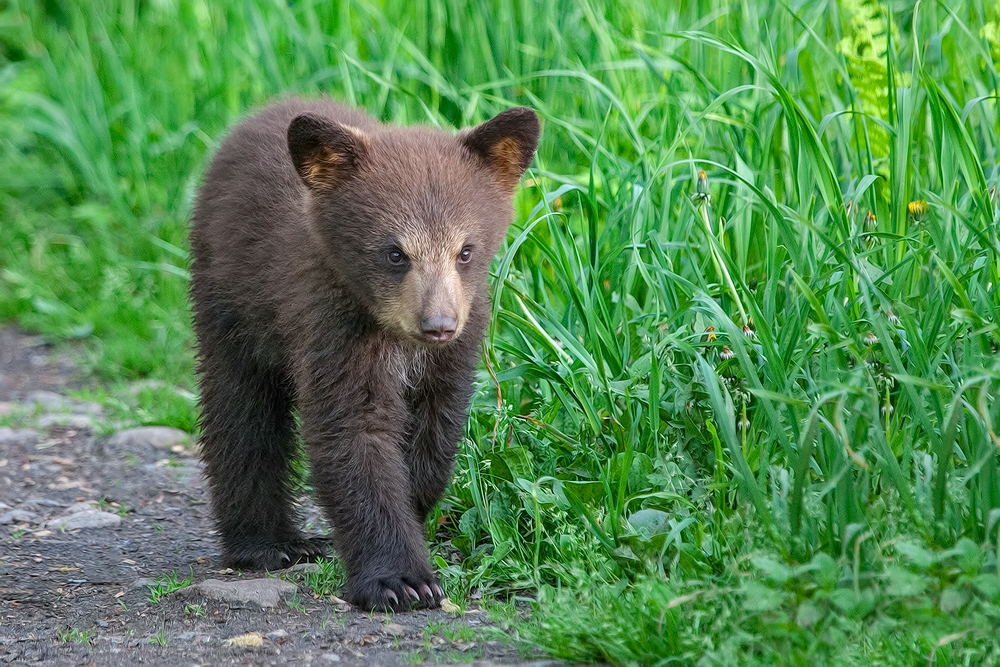 Black Bear (Cub), Shute Wildlife Sanctuary, Near Orr, Minnesota