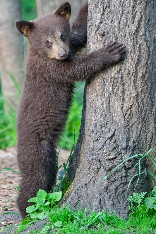 Black Bear (Cub), Shute Wildlife Sanctuary, Near Orr, Minnesota