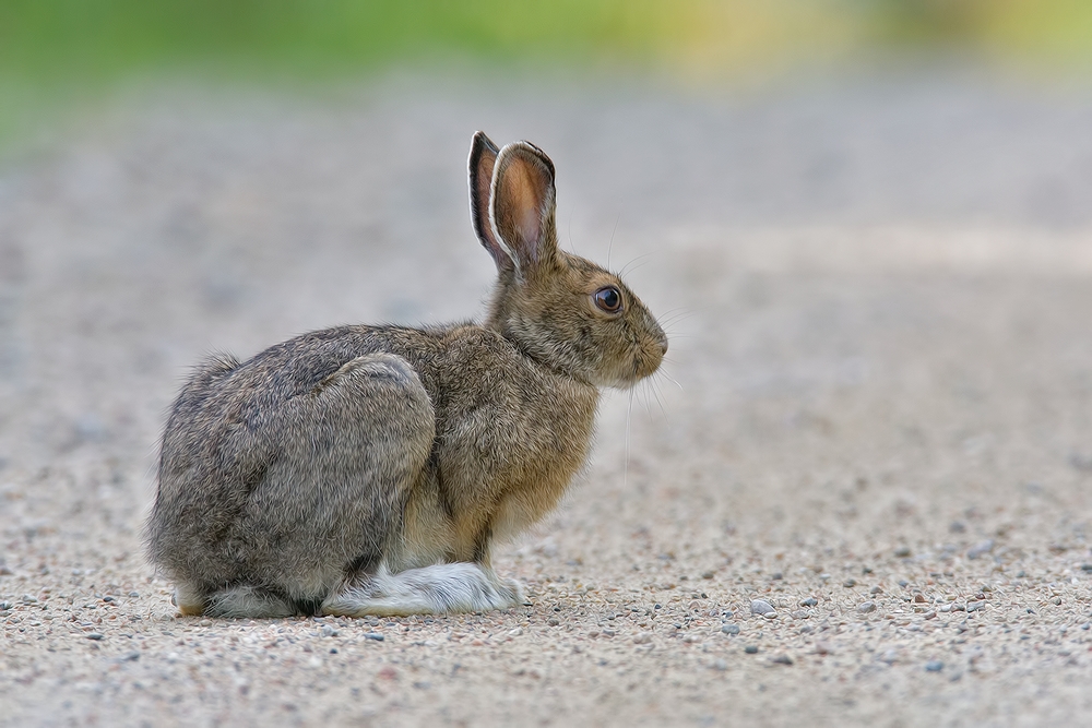 White-Tailed Jack Rabbit, East Lett Lake Road, Near Orr, Minnesota