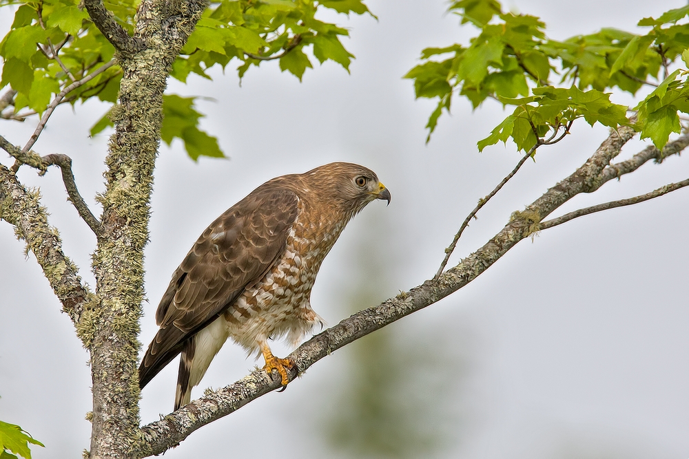 Broad-Winged Hawk, East Lett Lake Road, Near Orr, Minnesota