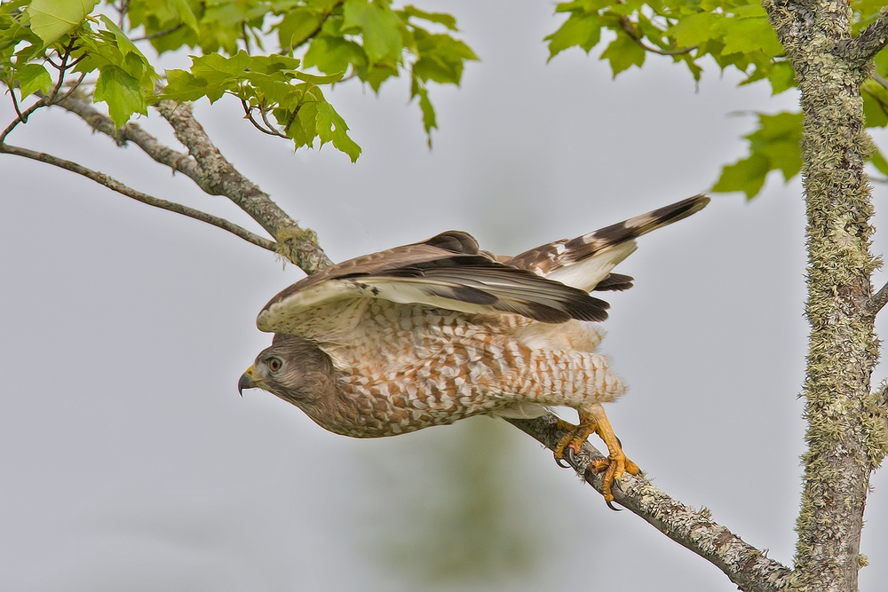 Broad-Winged Hawk, East Lett Lake Road, Near Orr, Minnesota