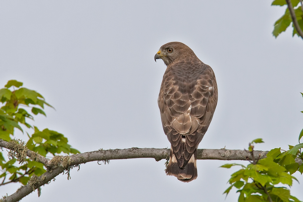 Broad-Winged Hawk, East Lett Lake Road, Near Orr, Minnesota