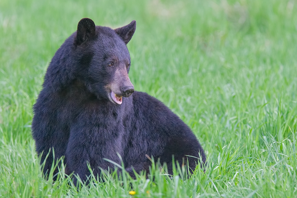 Black Bear, Shute Wildlife Sanctuary, Near Orr, Minnesota