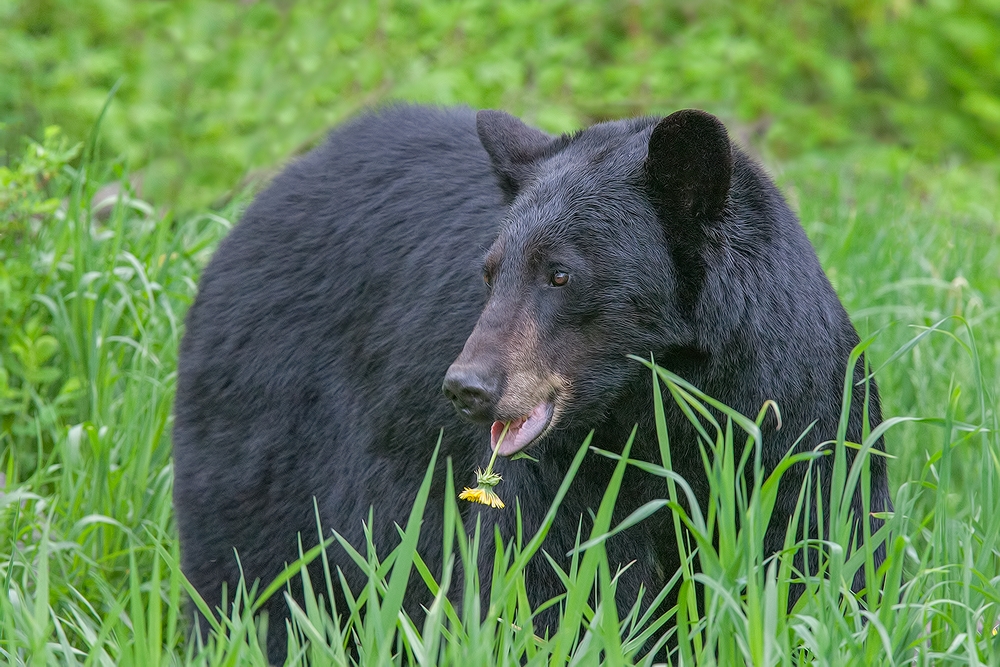 Black Bear, Shute Wildlife Sanctuary, Near Orr, Minnesota