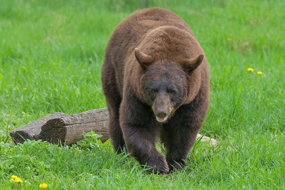 Black Bear, Shute Wildlife Sanctuary, Near Orr, Minnesota