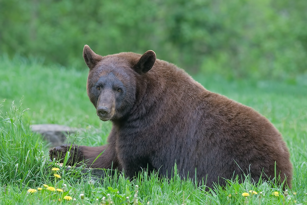 Black Bear, Shute Wildlife Sanctuary, Near Orr, Minnesota