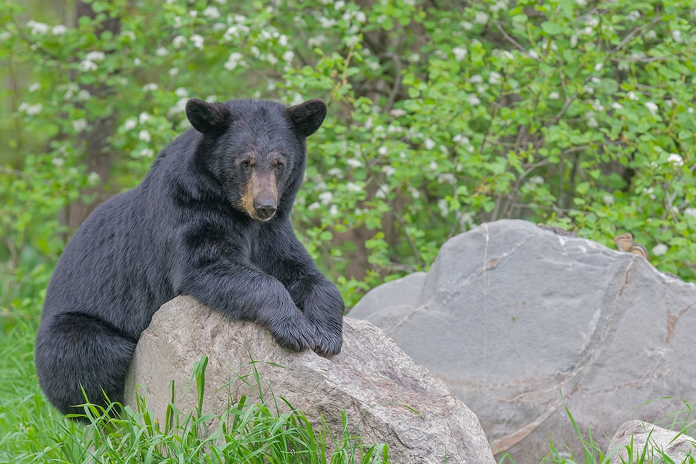 Black Bear, Shute Wildlife Sanctuary, Near Orr, Minnesota