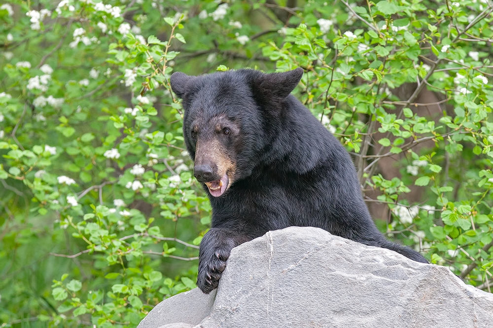 Black Bear, Shute Wildlife Sanctuary, Near Orr, Minnesota