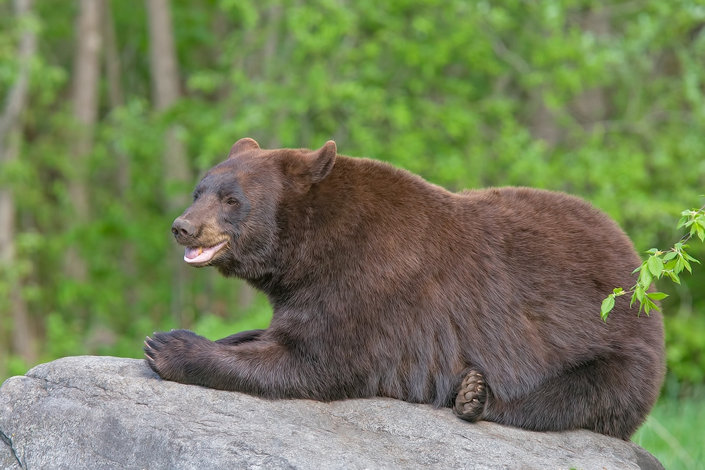 Black Bear, Shute Wildlife Sanctuary, Near Orr, Minnesota