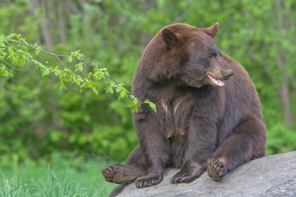 Black Bear, Shute Wildlife Sanctuary, Near Orr, Minnesota