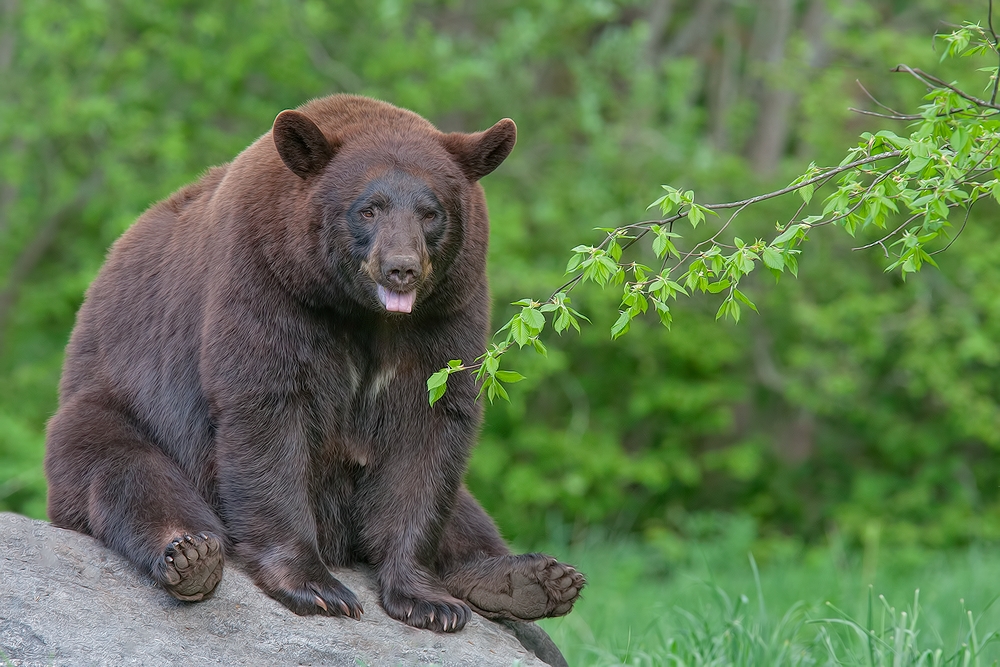 Black Bear, Shute Wildlife Sanctuary, Near Orr, Minnesota