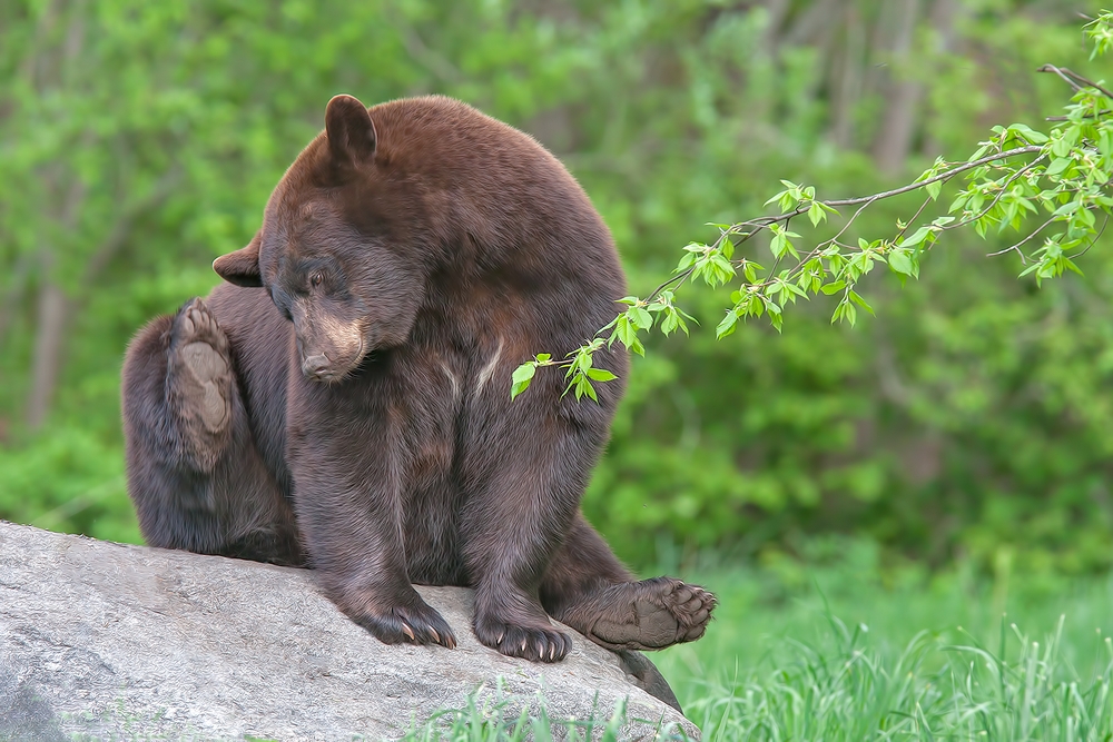 Black Bear, Shute Wildlife Sanctuary, Near Orr, Minnesota