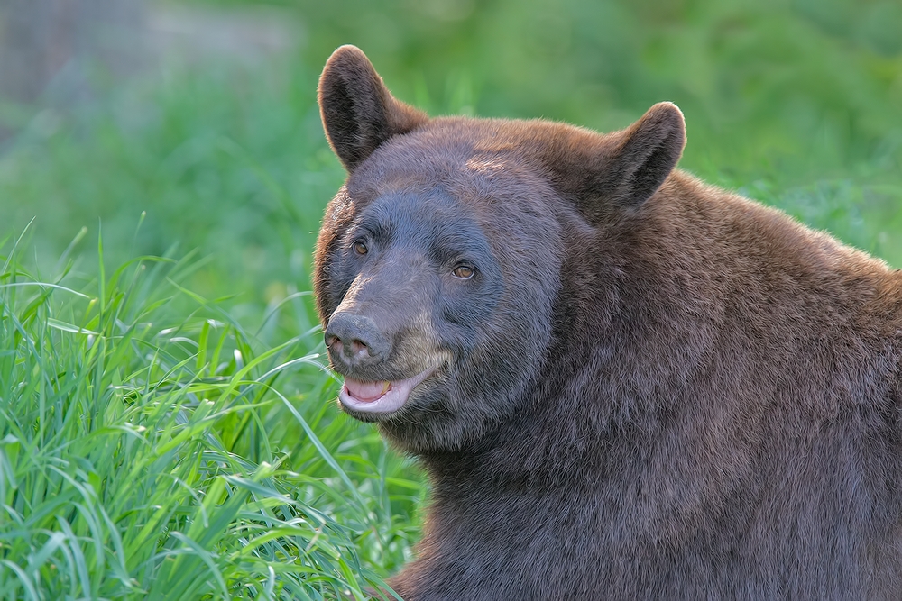 Black Bear, Shute Wildlife Sanctuary, Near Orr, Minnesota