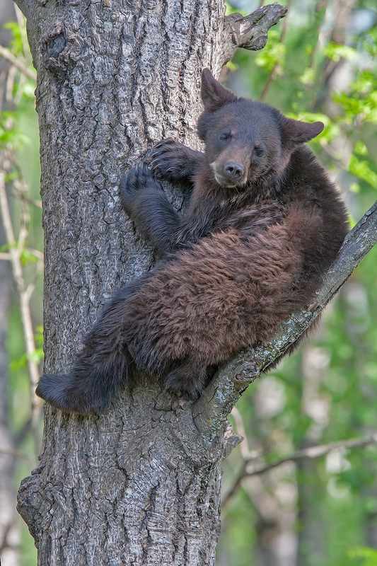 Black Bear, Shute Wildlife Sanctuary, Near Orr, Minnesota