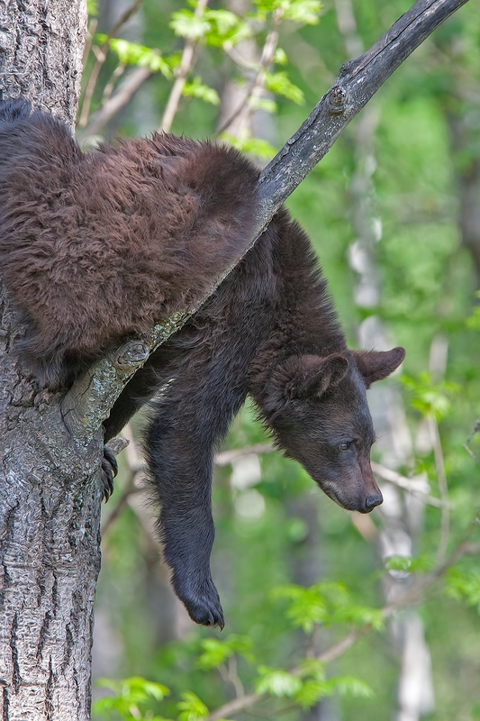 Black Bear, Shute Wildlife Sanctuary, Near Orr, Minnesota