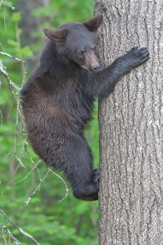 Black Bear, Shute Wildlife Sanctuary, Near Orr, Minnesota