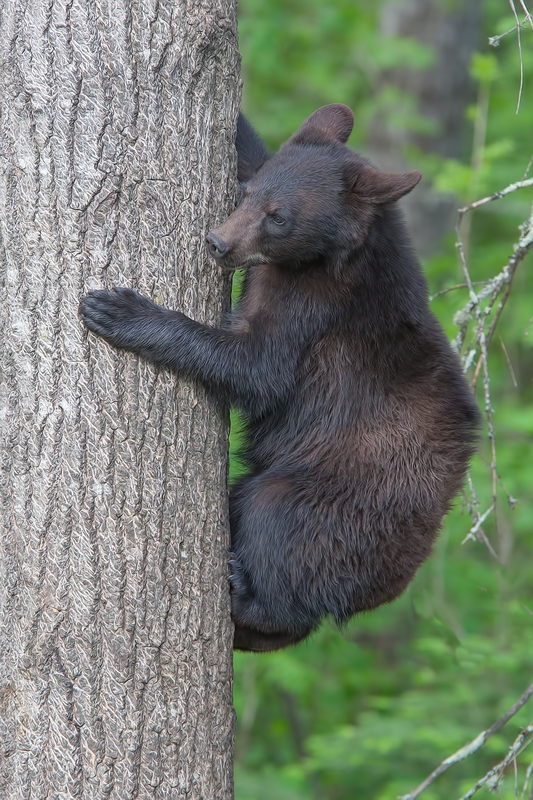 Black Bear, Shute Wildlife Sanctuary, Near Orr, Minnesota